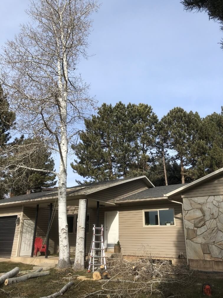 Our work - Blades Tree Removal