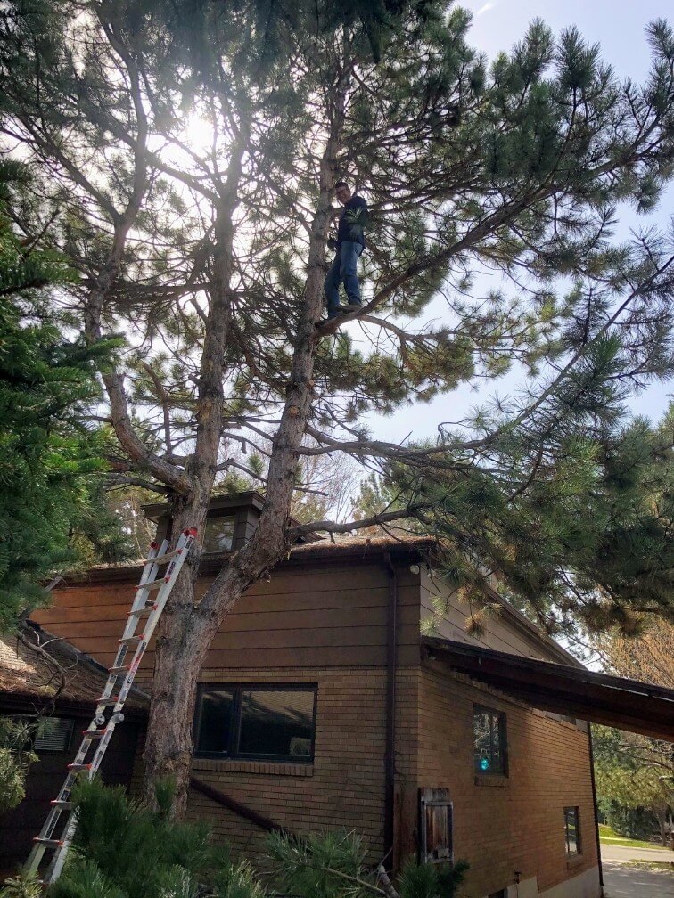 Tree close to house with tree removal expert