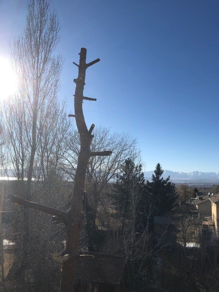 Tree trimmed in Salt Lake City